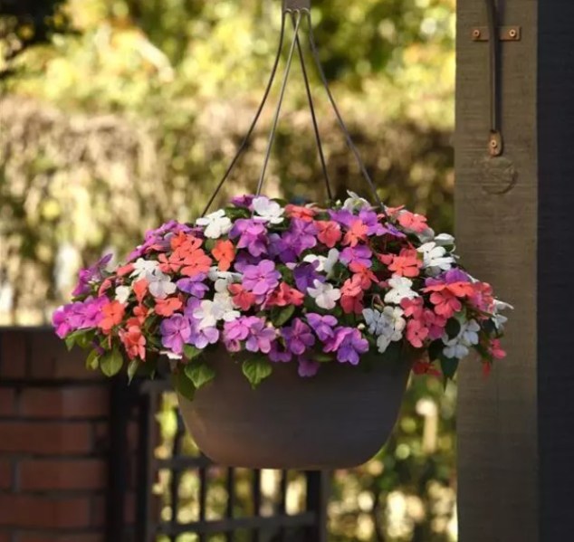 impatiens Islan pearl 3